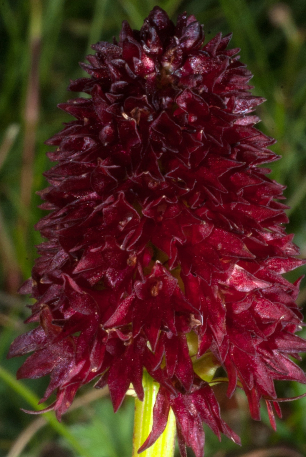 Photo Maurizio Broglio - Nigritella rhellicani